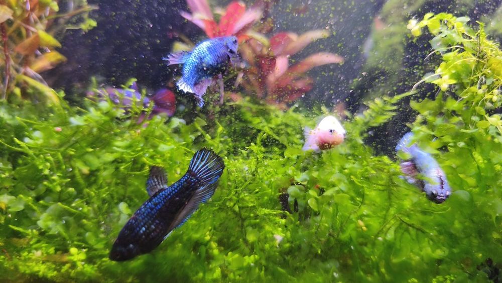 Bettas femmeas premium