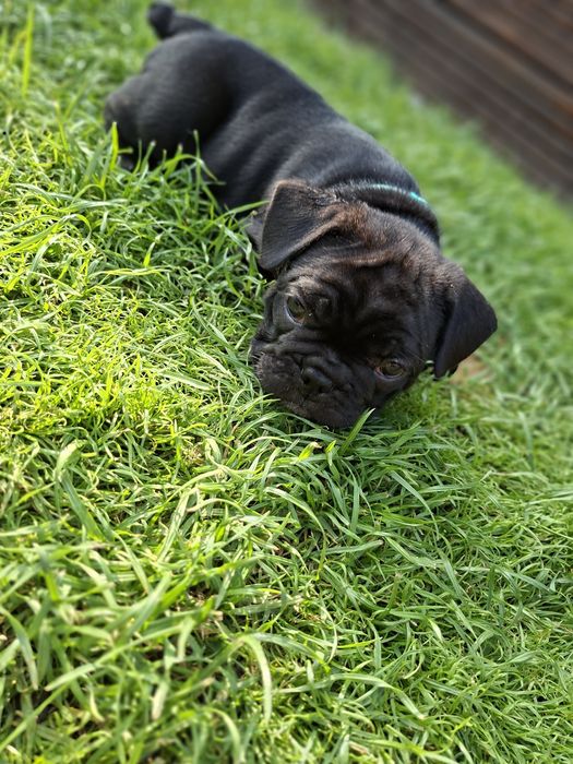 Buldog francuski