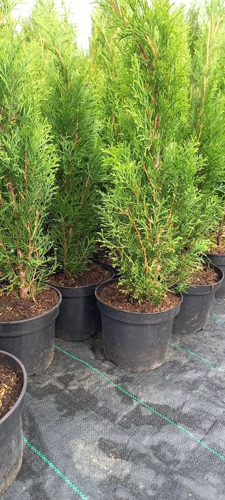 PROMOCJA WYPRZEDAŻ Tuje Szmaragd thuja Smaragd 80+cm w doniczce 3L