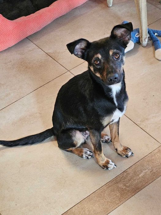 Sliczna,drobniutka Figa