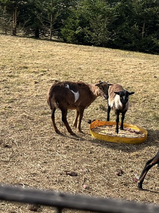 Witam na sprzedarz owce kamrunska