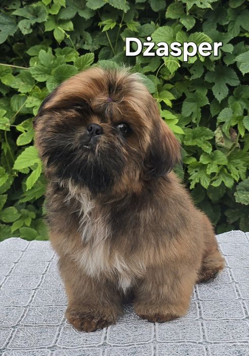 Piesek Shih tzu ZKWP