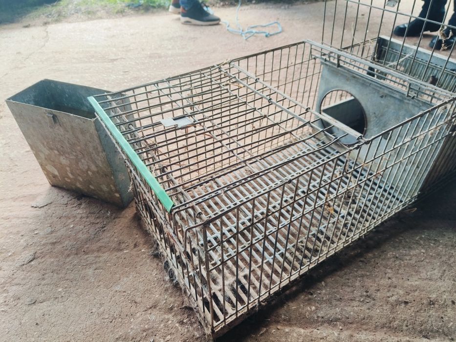 Coelheiras com ninhos