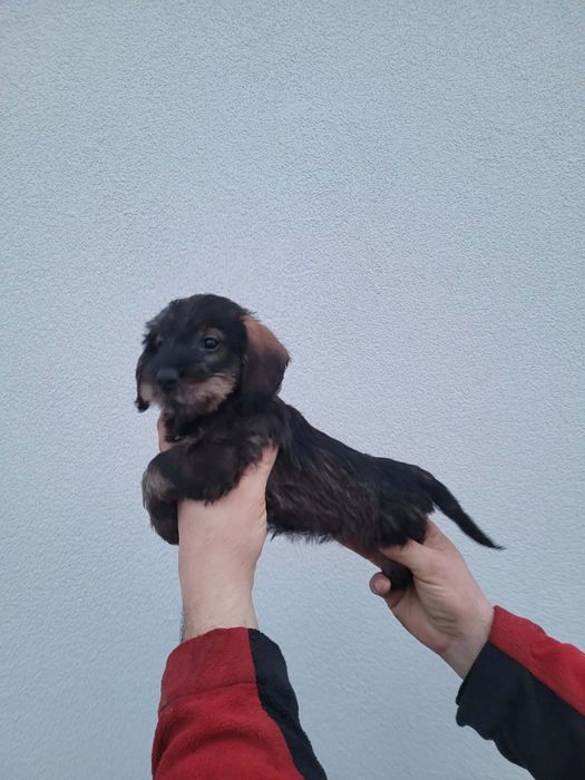 Jamnik szorstkowlosy