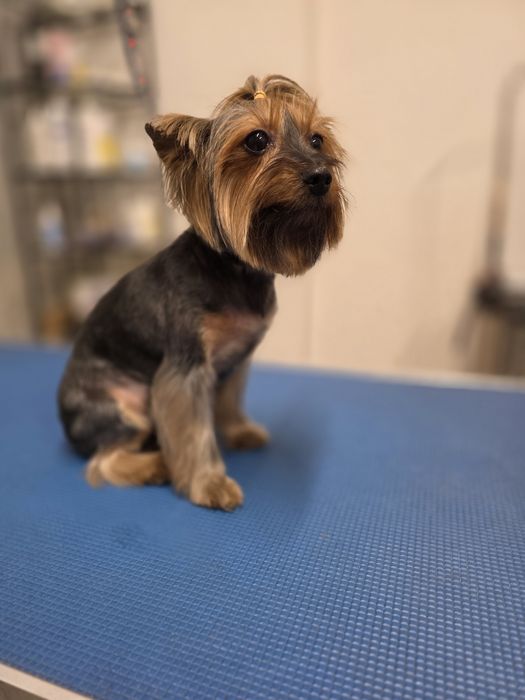 Kurs strzyżenia psów, Kurs Grooming, psi fryzjer Bytom