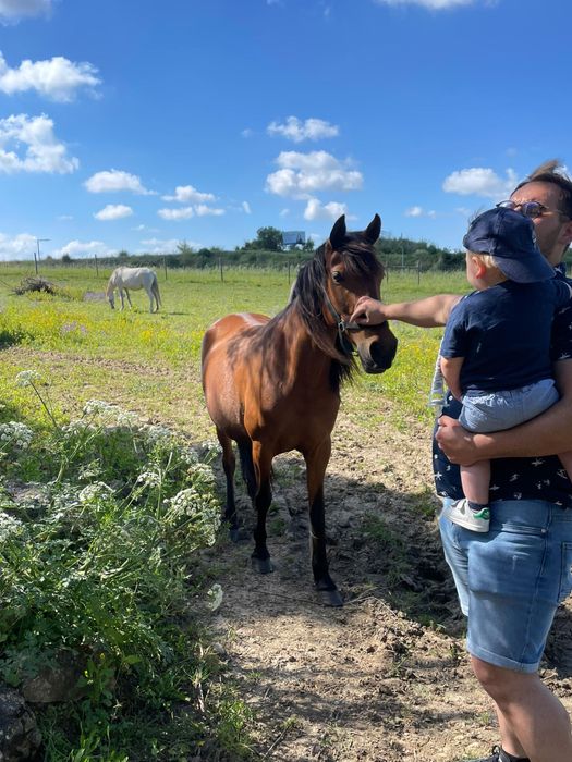 Vendo  Egua muito docíl