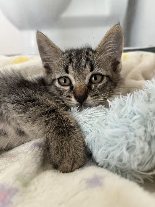 gatinho bebe para adoção