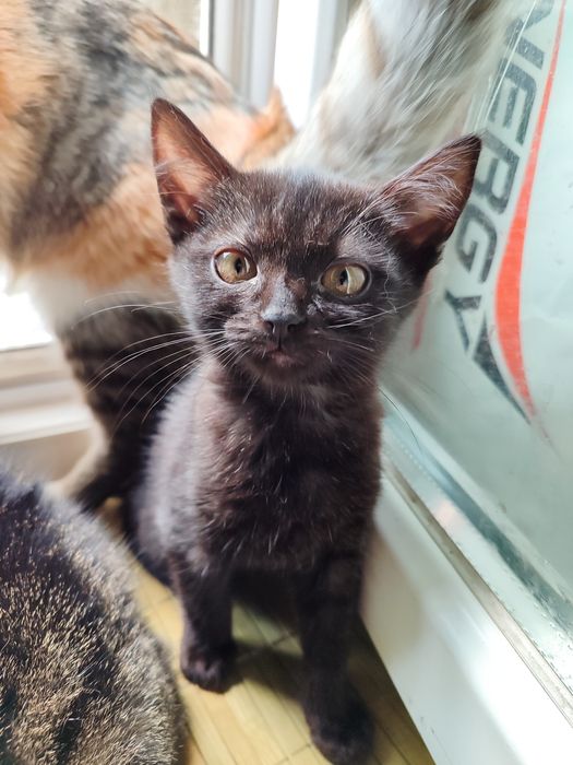 Кошенята в надійні руки