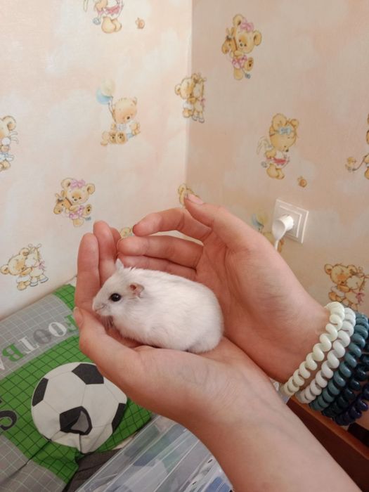 Джунгарський хом'як