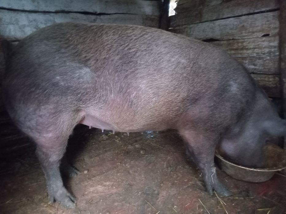 Продам свиню мясного напрямку
