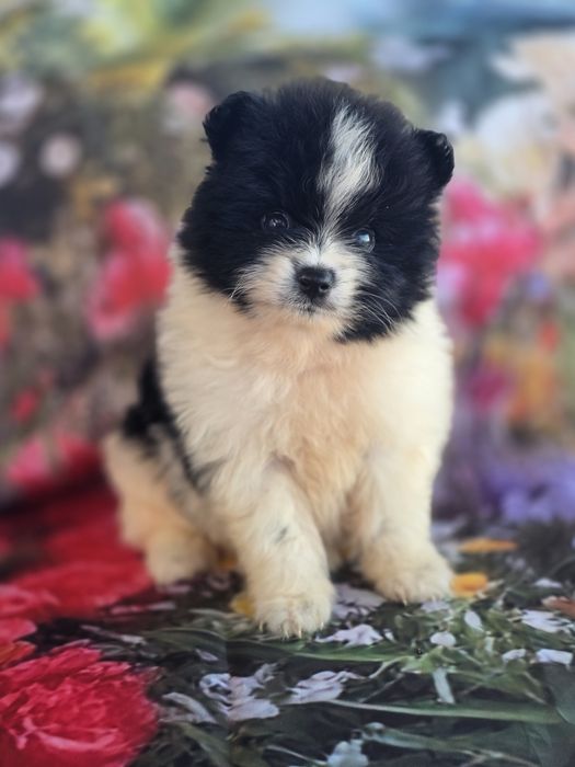 Spitz Lulu Macho