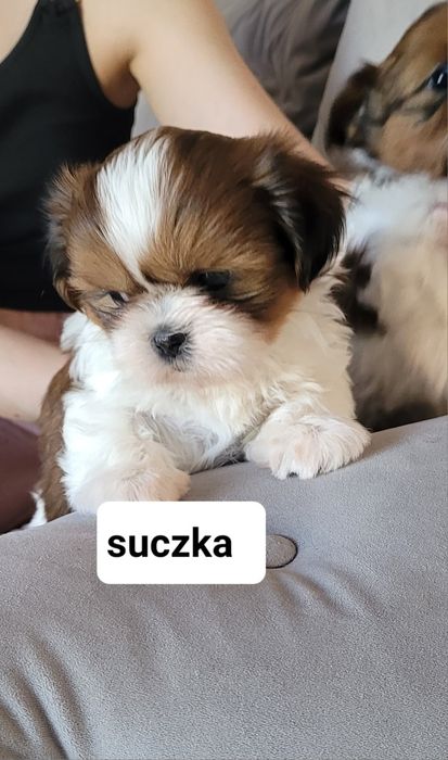 Shih-Tzu  szczeniak