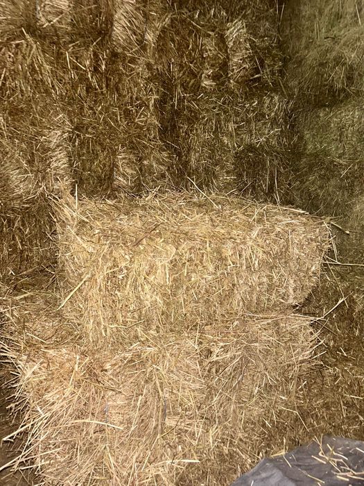Fardos de Palha (azevém alemão ) produzido em portugal