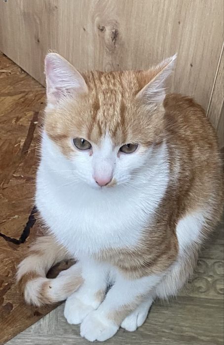 Віддам кошенятко в люблячу сім’ю