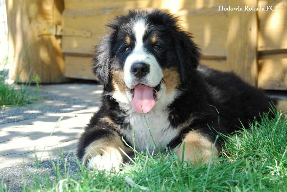 Berneński pies pasterski uroczy piesek z rodowodem ZKwP/FCI