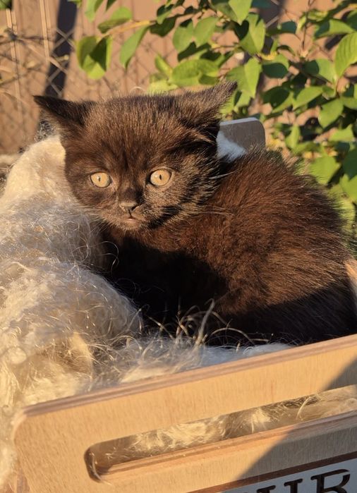 Шотландские котята