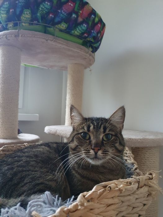 Prześliczna Merida szuka domu