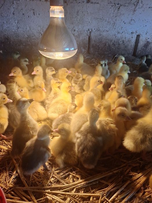 Sprzedam Gęsi landes