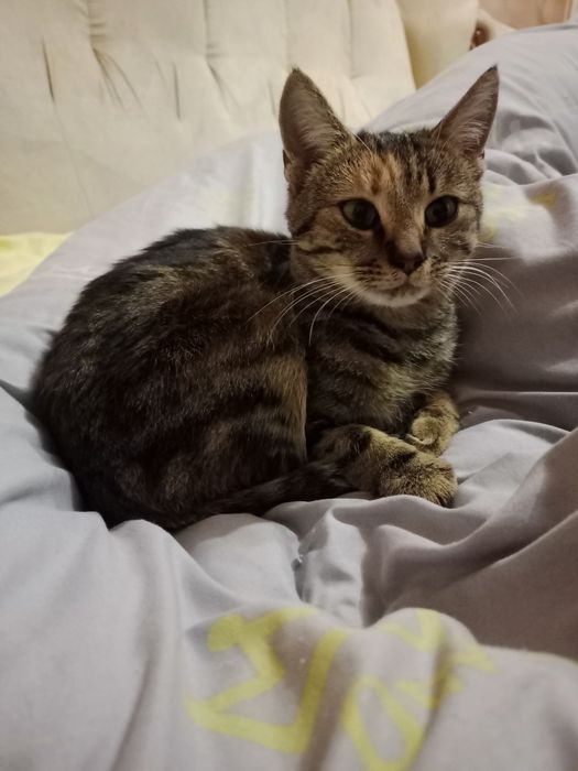 Кошенята.Хлопчик та дівчинка