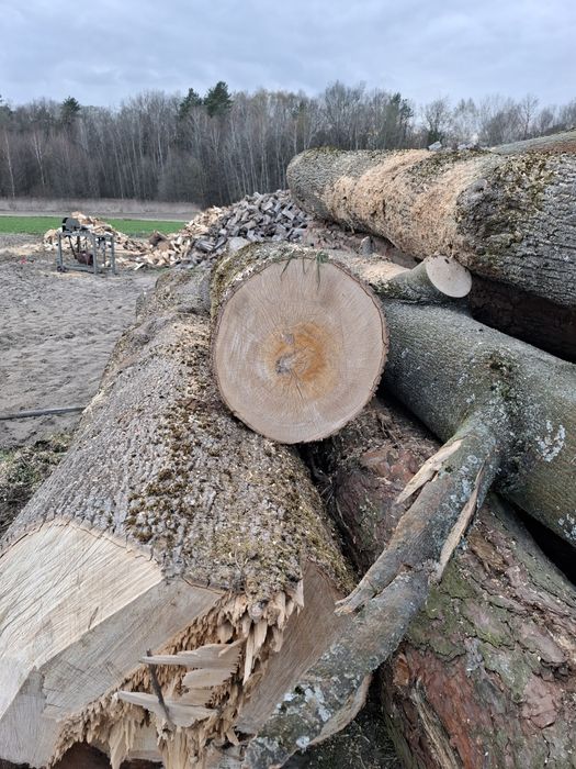 Sprzedam Kłody klonu