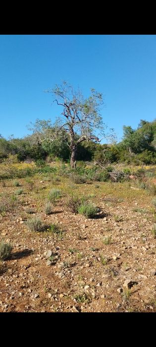 Terreno Agrícola