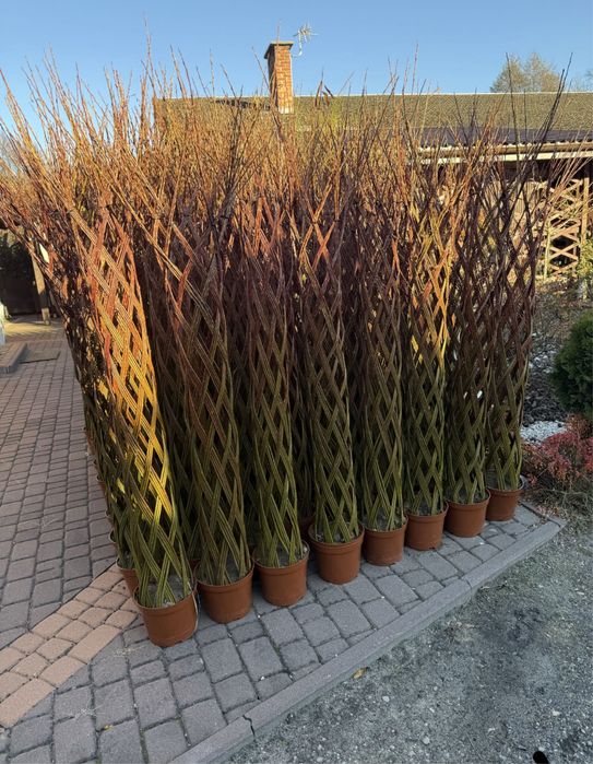 Wierzba pleciona z paszportem rośliny