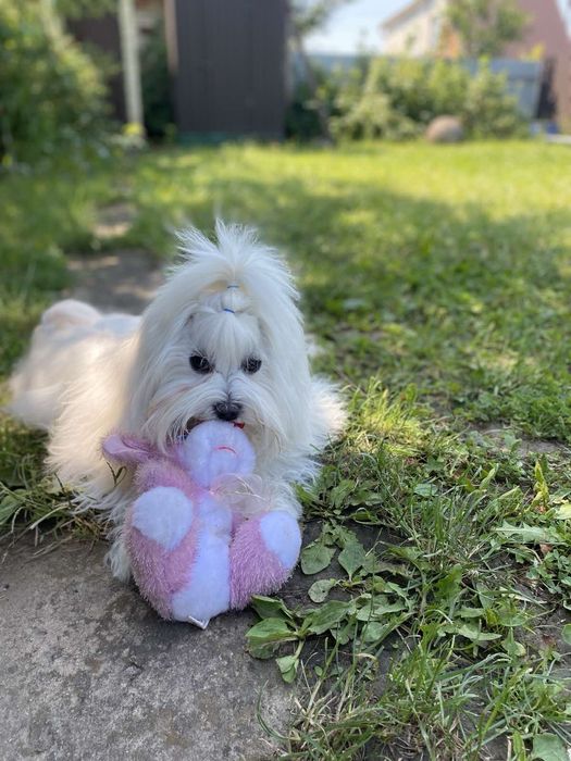 Мальчик мальтезе КСУ, готов к вязке.