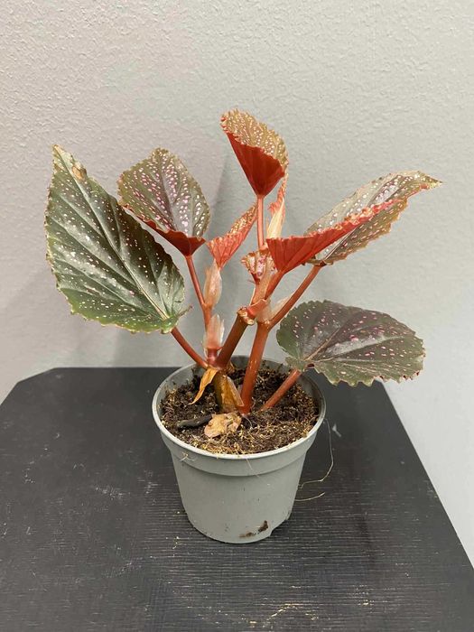 Begonia Maculata Pink Spot