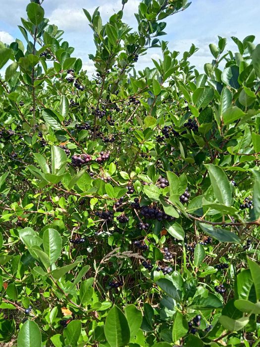 Aronia z własnej EKO produkcji | Ręcznie rwana pod zamówienie!