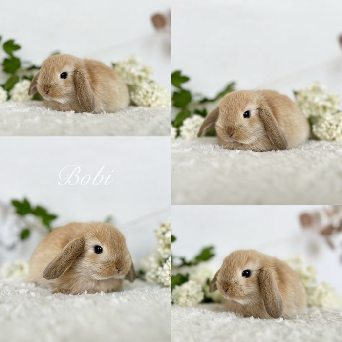 Króliczki Mini lop dostepne maluchy do rezerwacji oraz do odbioru