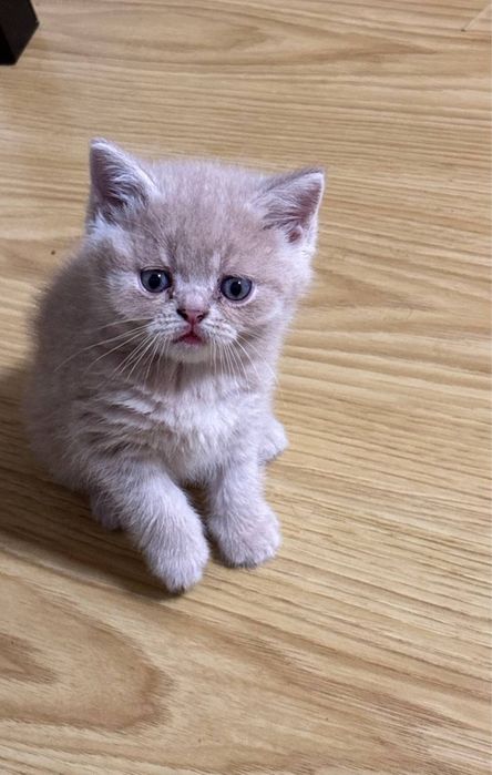 кошенята шукають домівку