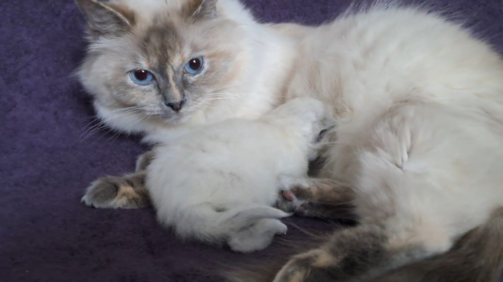 Кошеня невська маскарадна . Попереднє бронювання