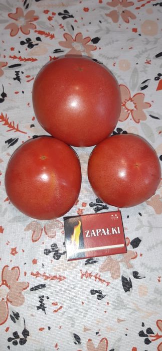 Nasiona pomidorów-zestaw