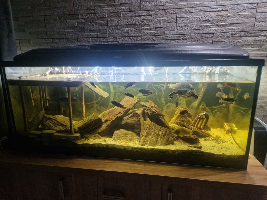 ! Akwarium Aquael 240L + unikatowe życie ! Malawi + żółwie