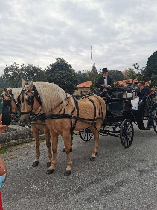 Eventos com charrete de cavalos