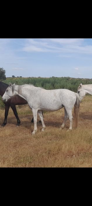 Cavalo para venda