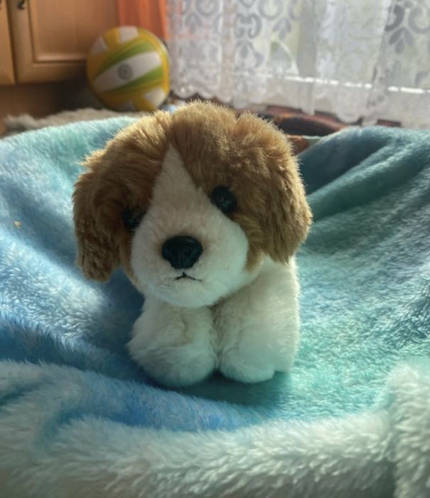 Essa dog beagle aurora