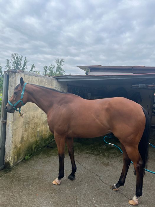 Cavalo psi macho