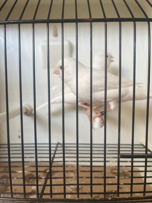 Casal passaros branco recessivo