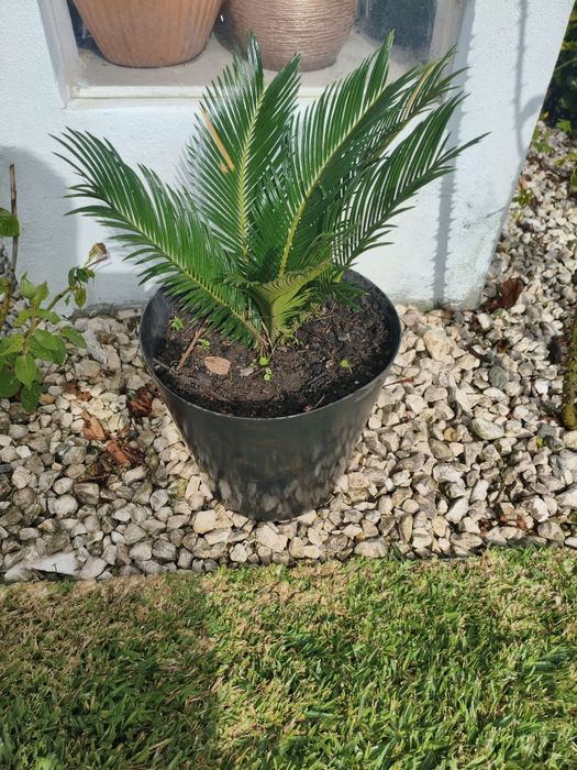 Cica de jardim, nova.
