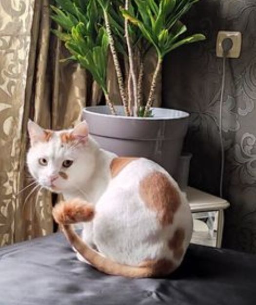 Предлагаю стрижку котов.