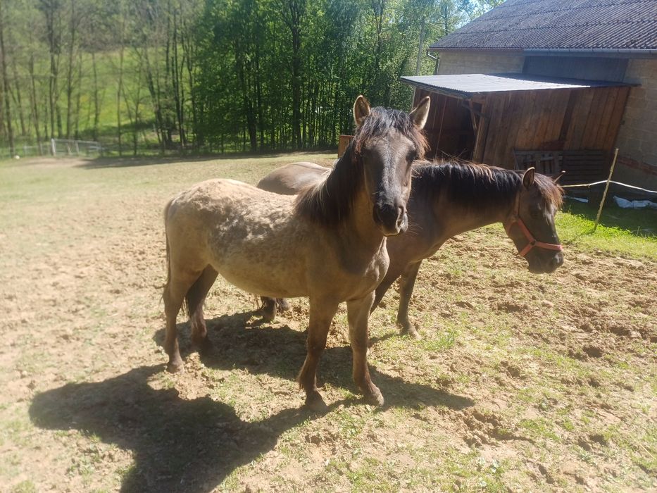 konik polski klaczka