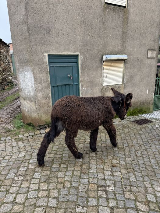 Burro de Raça Autóctone Mirandesa