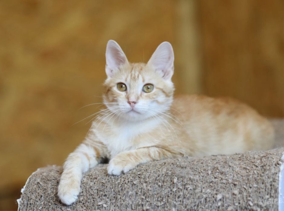 Славный 1 год молодой котик Бибер, котенок, забавный и добрый