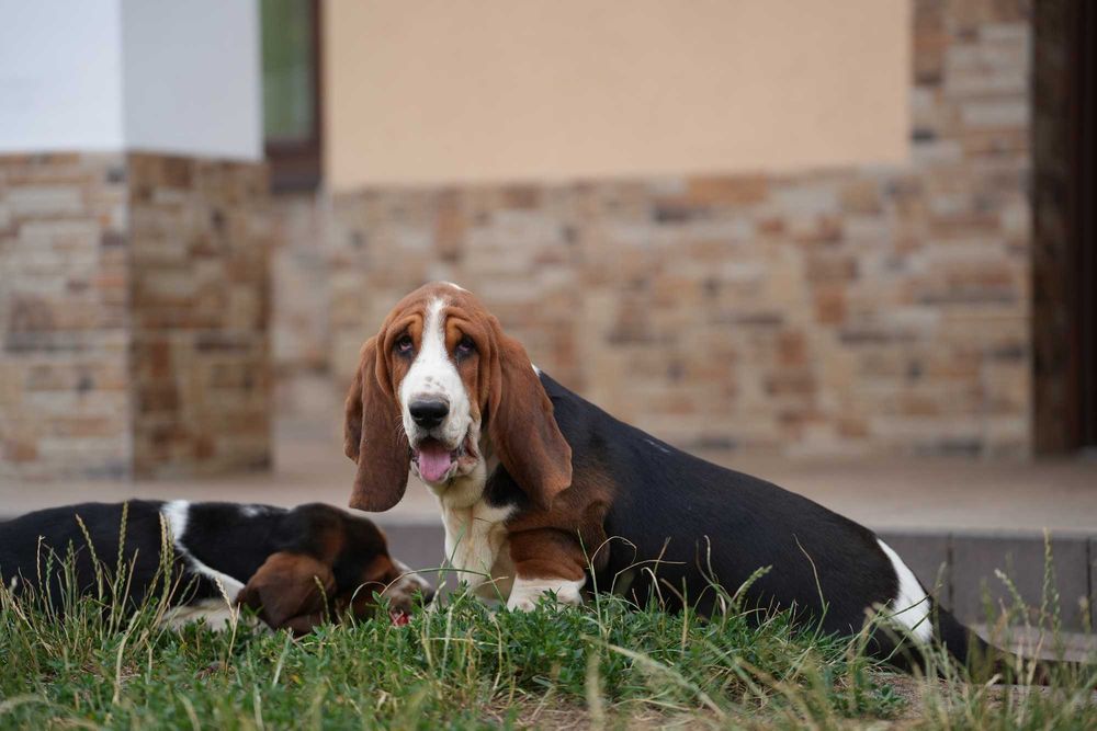 Basset Hound Piesek