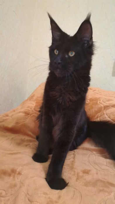 Кот Мейн Кун, чёрный солид