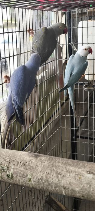 Ring necks , adulta..