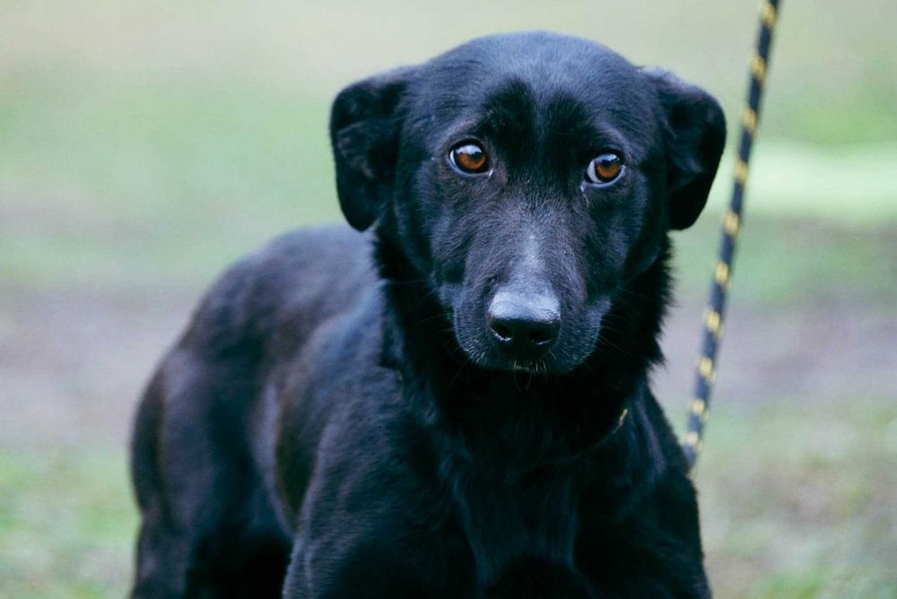 ERICO - mały pies w typie jamnika
