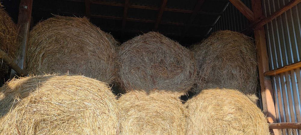 Siano 2025, bele 120x120 cm, suche, składowane pod dachem