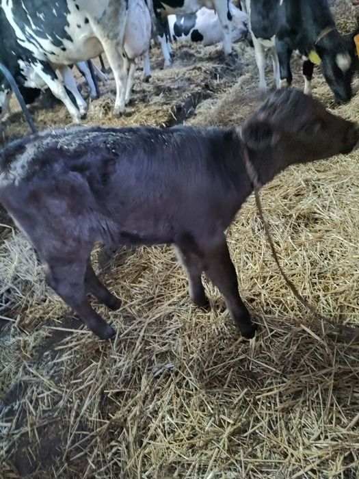 Jałówka mięsna miesięczna